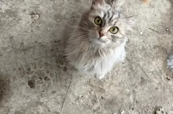 Найдена кошка, Бессоновка, фото: Кошка найдена: Бессоновка, Пензенская обл.