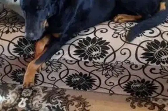 Пропала собака, Кузнечная ул., Мальково - photo