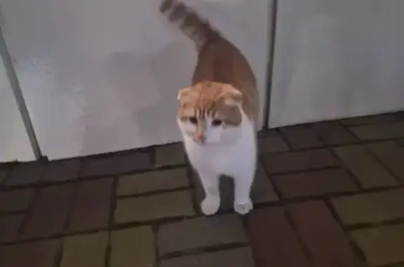 Найденные животные Ростов-на-Дону, фото: Кошка найдена на ул. 50-летия Ростсельмаша, 8