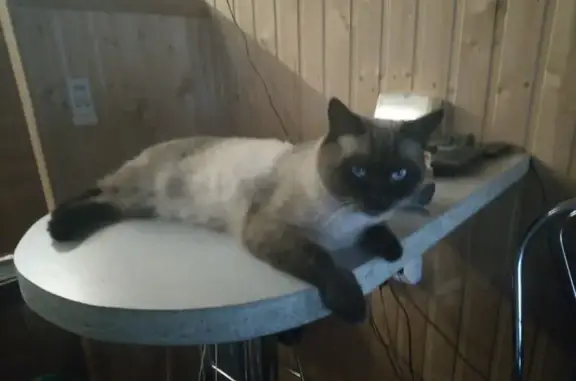 Пропала кошка, Советская ул., Широкое - photo