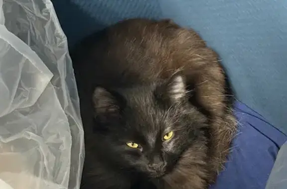 Найдена кошка, Волгоград, фото: Найдена черная кошка, ул. Еременко, Волгоград