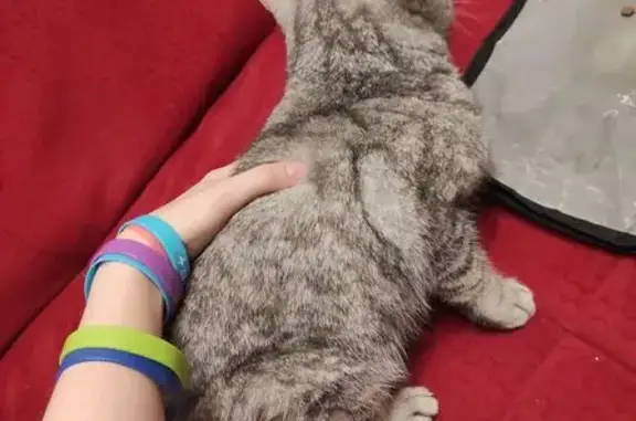 Найдена кошка, Москва, фото: Найдена кошка, ул. Генерала Антонова, Москва