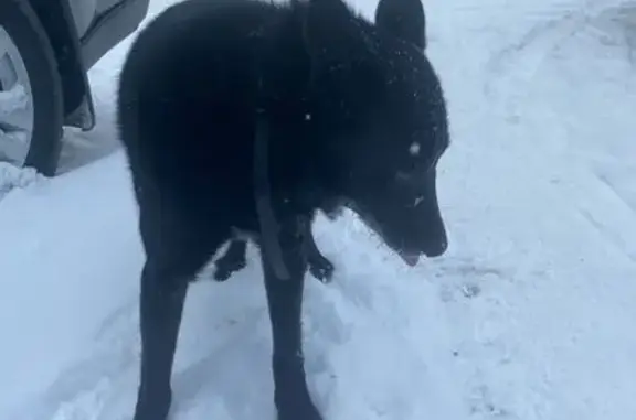 Найденные животные Уфа, фото: Найдена собака, Уфа, Гагарина 30