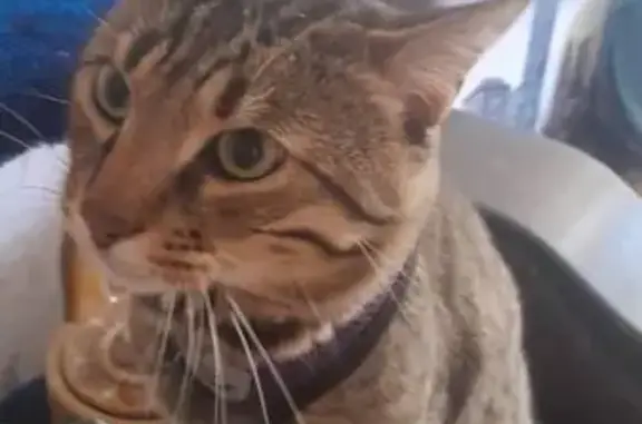 Пропала кошка на ул. Конституции СССР, 24/1 - photo