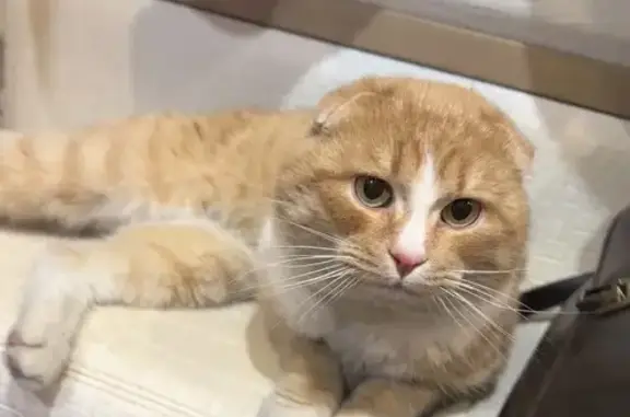 Найдена кошка, Владимир, фото: Кот найден: ул. Растопчина, Владимир