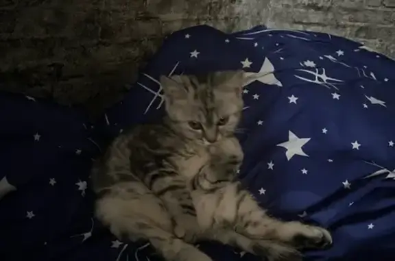 Кошки потеряшки, Белгород, фото: Потеряшка кошка, 1-й Новый пер., 17, Белгород