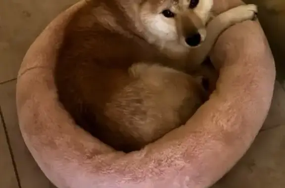 Пропала сиба-ину в Вязниках, Владимирская обл. - photo