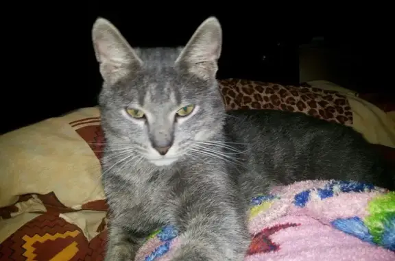 Найденные животные Тверь, фото: Кошка найдена! Петербургское ш., 73, Тверь