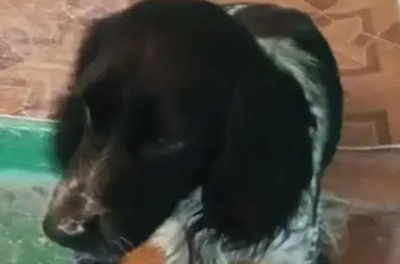 Найдена собака, Астрахань, фото: Собака найдена: Безжонова 86, Астрахань