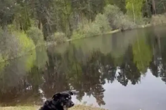 Собаки потеряшки, Гусь-Хрустальный, фото: Потеряшка собака, ул. Менделеева, 25, Гусь