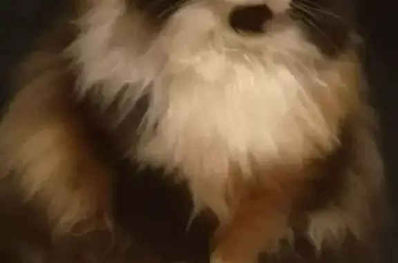 Пропала кошка, Вишнёвая ул., Новая Слобода - photo