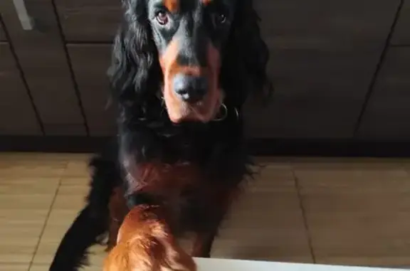 Собаки потеряшки, Тверь, фото: Потеряшка собака, ул. Соревнования, 3А