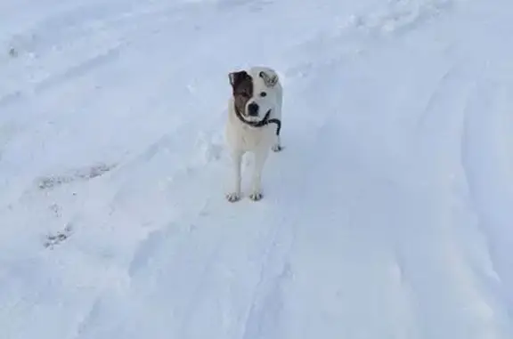 Найдена собака, Горбатовка, фото: Собака найдена на Лесопарковой, Горбатовка