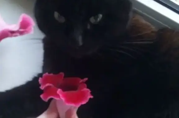 Пропала чёрная кошка, ул. Подвойского - photo