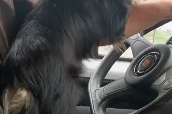 Пропала собака, А-167, Обильное - photo