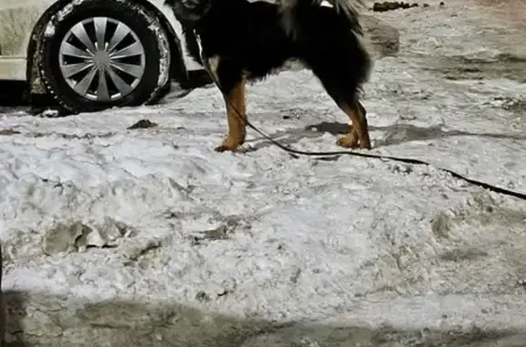 Найдена собака, Тула, фото: Собака найдена: Гарнизонный проезд, 1 к3