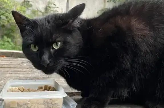 Пропала кошка у Ялтинского пер. 24, Калининград - photo