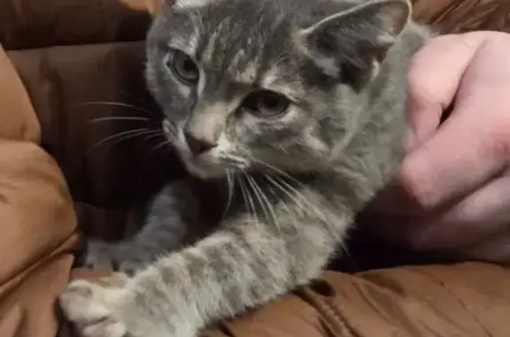 Найдена кошка, Тула, фото: Кошка найдена: Красноармейский пр., 25 к4