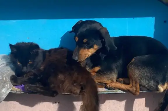 Пропала собака, Садовая 12, Алфимово - photo