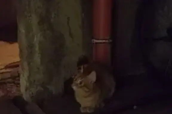 Найденные животные Иваново, фото: Кошка найдена: Генерала Хлебникова, Иваново