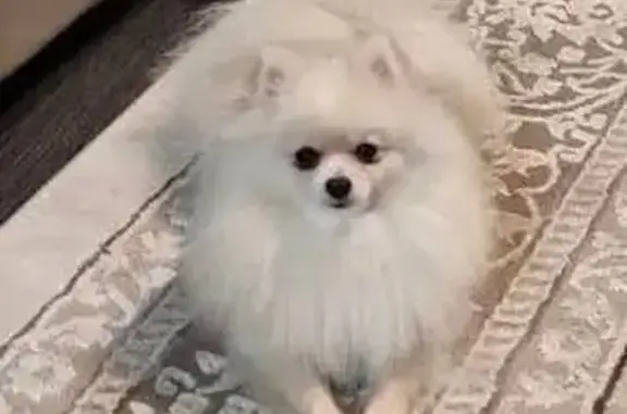 Пропала собака, Садовая 109, Михайловск - photo