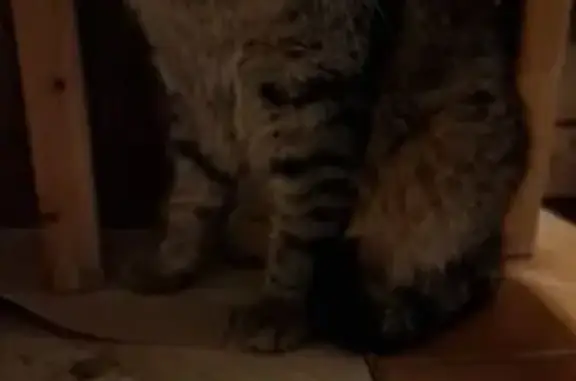 Найдена кошка, Санкт-Петербург, фото: Найдена кошка, Дыбенко 25 к3, СПб