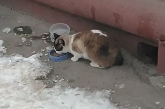 Найденные животные Ростов-на-Дону, фото: Кошка найдена: Саратовская ул., Ростов-на-Дону