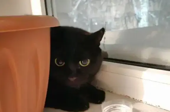 Найденные животные Барнаул, фото: Найдена кошка, ул. Г. Исакова 131А, Барнаул