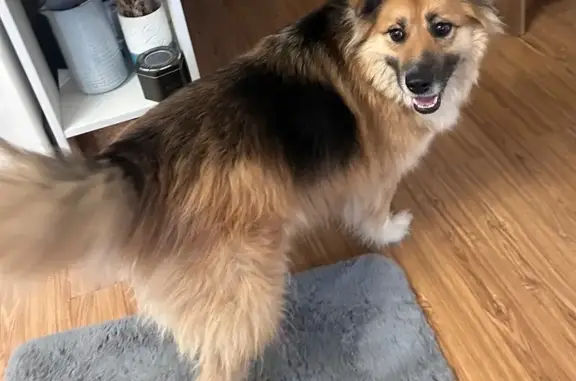 Найдена собака, Москва, фото: Собака найдена: Дмитровское шоссе, 2Б