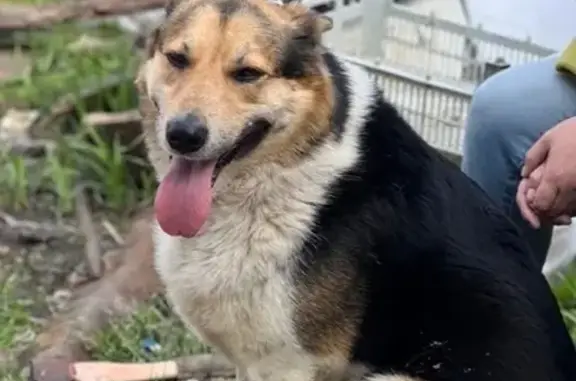 Пропала собака, Заовражная ул., Вольный - photo