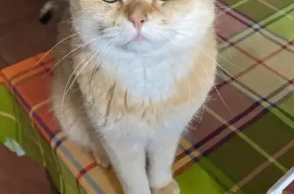 Пропала кошка, ул. Конёнкова, 14, Москва - photo