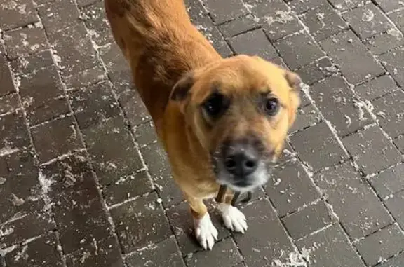 Найдена собака, Ростов-на-Дону, фото: Рыжий пес найден в Ростове-на-Дону