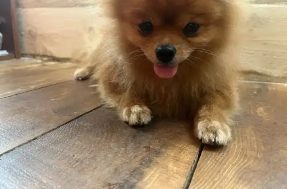 Пропала собака на Ленина 88/25В, Онега - photo