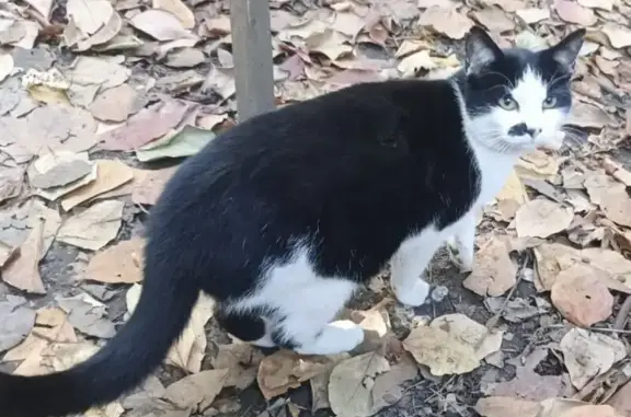 Пропала кошка, Садовая ул. 75, Сочи - photo