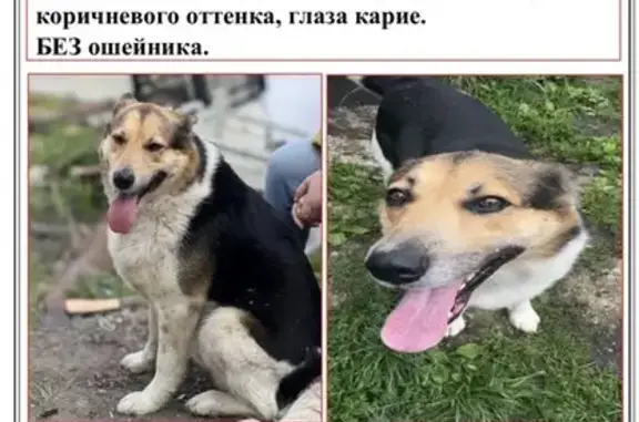 Пропала собака, Степановский с/с, Пенза - photo