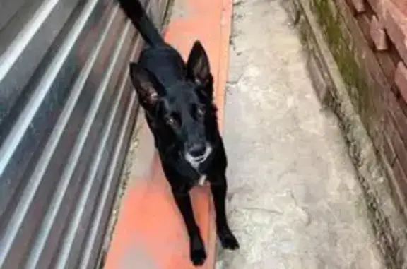 Пропала собака, ул. Селиванова 23, Ростов - photo