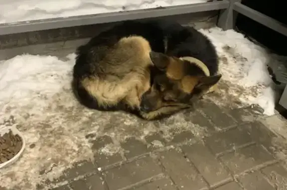 Найдена собака, Ростов-на-Дону, фото: Овчарка у Пятерочки, Орская 76/14, Ростов-на-Дону