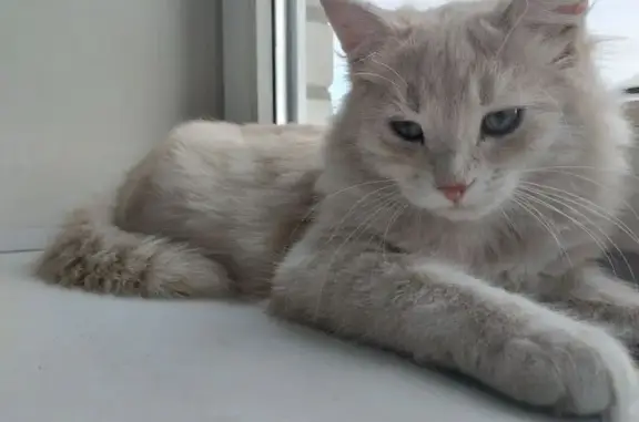 Пропала кошка, ул. Кривошеина, Воронеж - photo