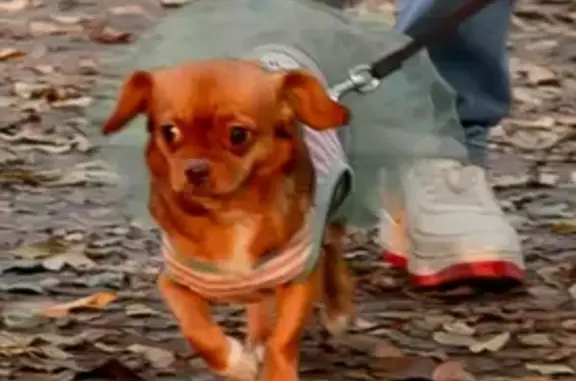 Пропала собака на Дубовой аллее, Краснодар - photo