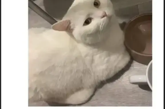 Пропала белая кошка, Пионерская, Кропоткин - photo