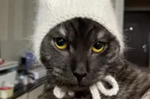 Пропал кот Феликс, ул. Рихарда Зорге, 42 - photo