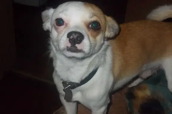 Пропала собака, Рязань, Рязанская обл. - photo