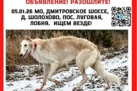 Пропала собака, Марфино, 126 - photo