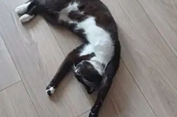 Кошки потеряшки, Краснодар, фото: Потеряшка кошка, Алма-Атинский 21, Краснодар