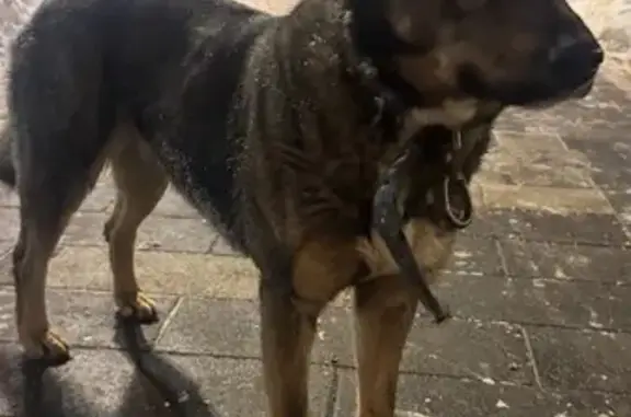 Найдена собака, Москва, фото: Собака найдена: Перовское шоссе, 2 к2