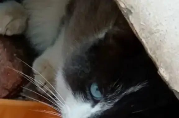 Найденные животные Тверь, фото: Кошка найдена, ул. Строителей, Тверь