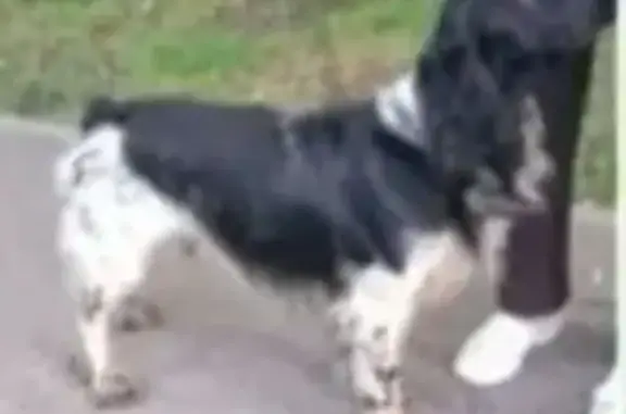 Собаки потеряшки, Нижний Новгород, фото: Потеряшка собака, ул. Сутырина, 22, НН