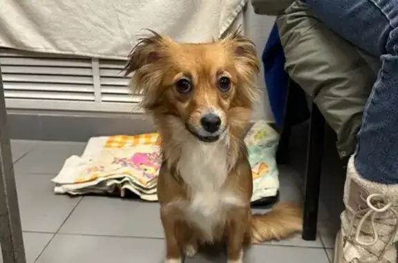 Найдена собака, Москва, фото: Найдена собака: Ангарская ул., 7 к1 с1