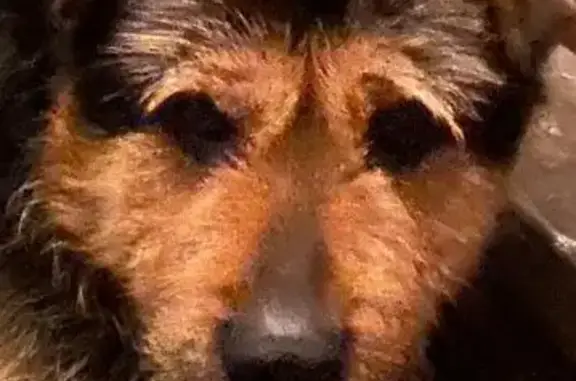 Найдена собака, Белоостров, фото: Собака найдена на ул. Танкистов, Белоостров