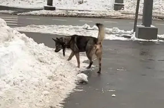 Найдена собака, Москва, фото: Собака найдена: Рогожский Вал, 17, Москва